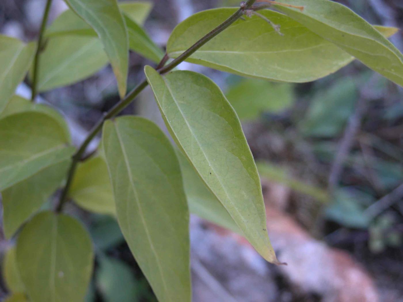 Swallow-wort leaf